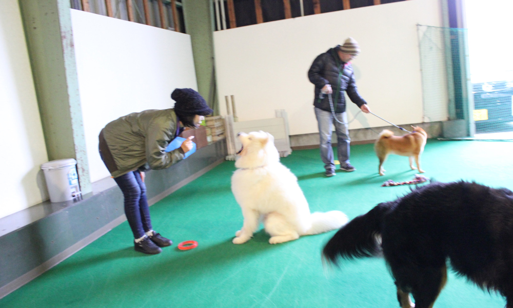 犬のしつけ体験 お悩み相談&しつけ体験【2回】