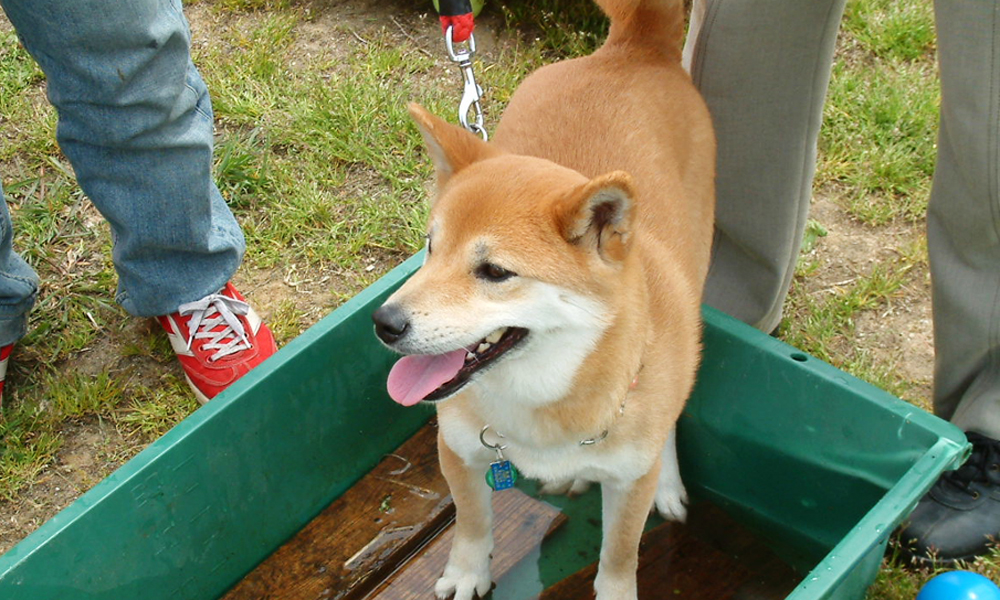 犬のしつけ災害講習