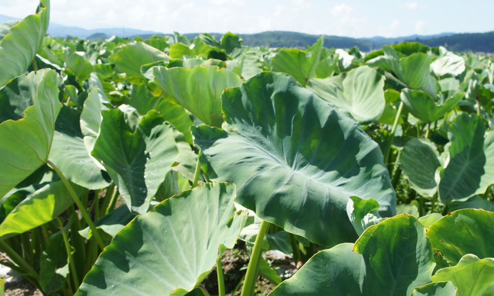 旬な野菜の収穫体験【野菜持ち帰りパック1箱(中)+米(5kg)】