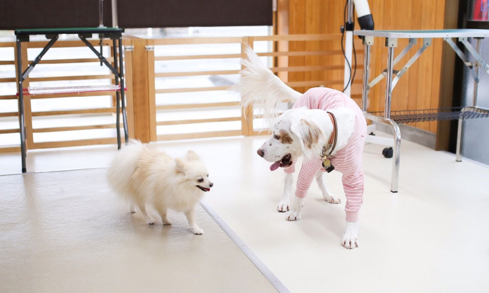 【360°限定】わんちゃんのお手入れ講座