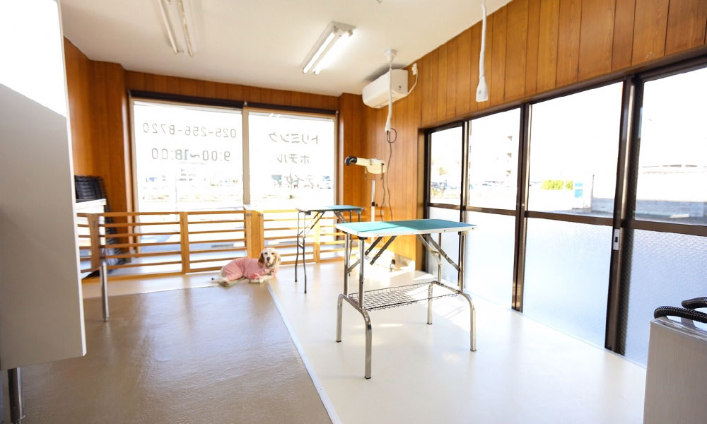 【360°限定】わんちゃんのコマンドレッスン