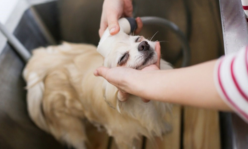 お肌に優しい無添加シャンプー【小型犬専用】