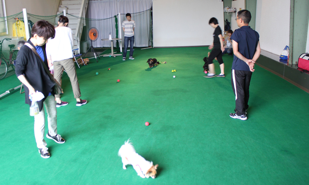 犬のしつけ体験 パピークラス