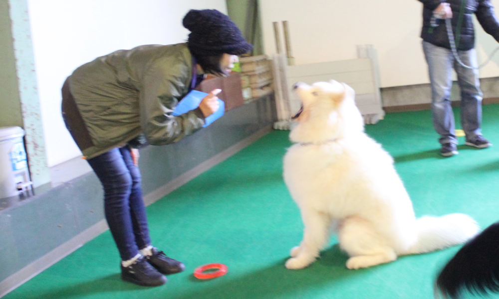 犬のしつけ体験 お悩み相談&アドバイスレッスン