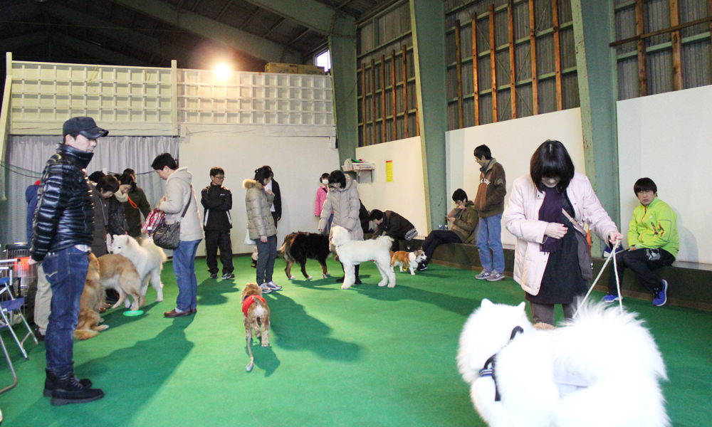 犬のしつけ体験 お悩み相談&アドバイスレッスン
