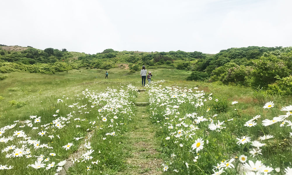 【360°限定】佐渡ドンデン高原 花の百名山トレッキング【1グループ】