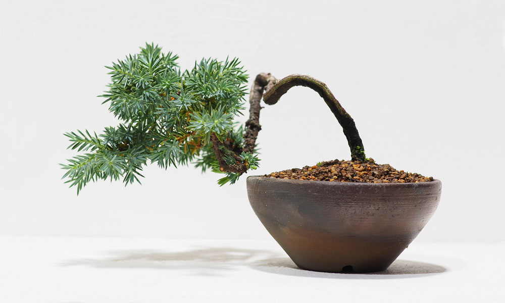 ミニ盆栽の鉢植え【4作品】