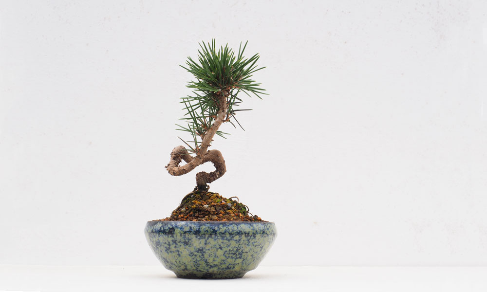 ミニ盆栽の鉢植え【4作品】