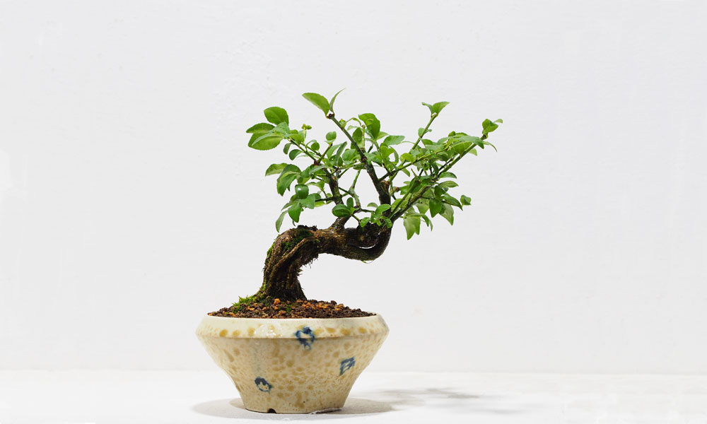 ミニ盆栽の鉢植え【4作品】