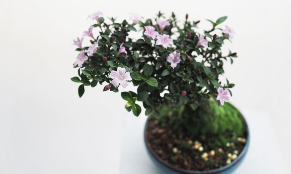 ミニ盆栽の鉢植え【4作品】