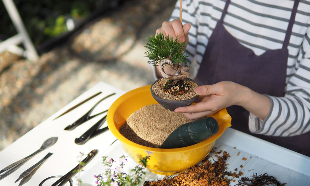 ミニ盆栽の鉢植え【4作品】