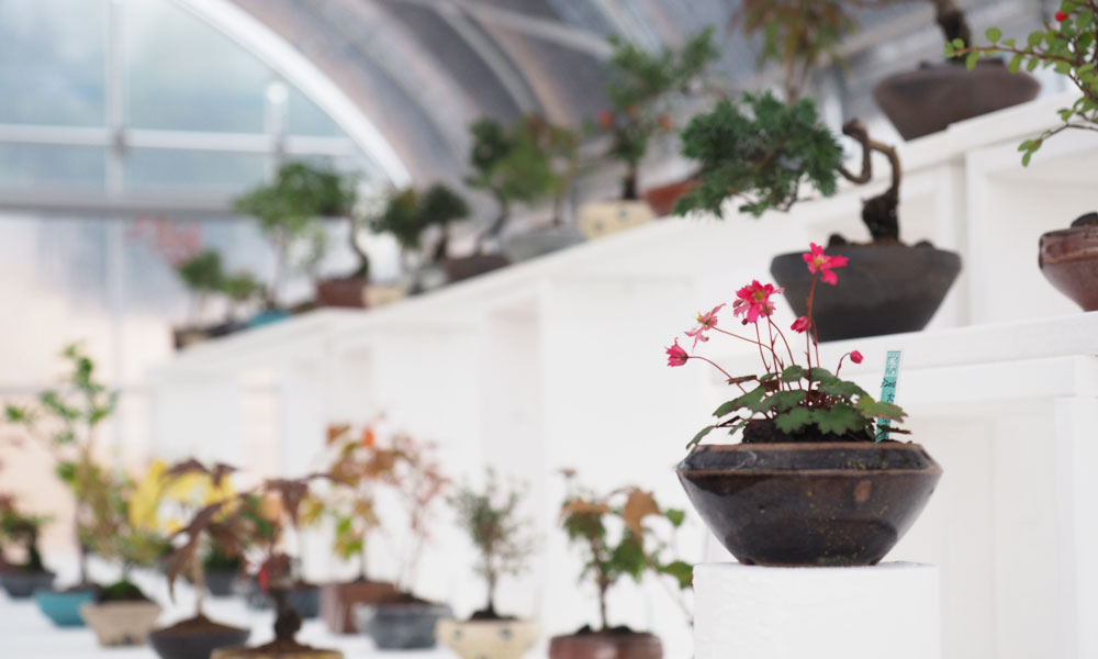 ミニ盆栽の鉢植え【4作品】