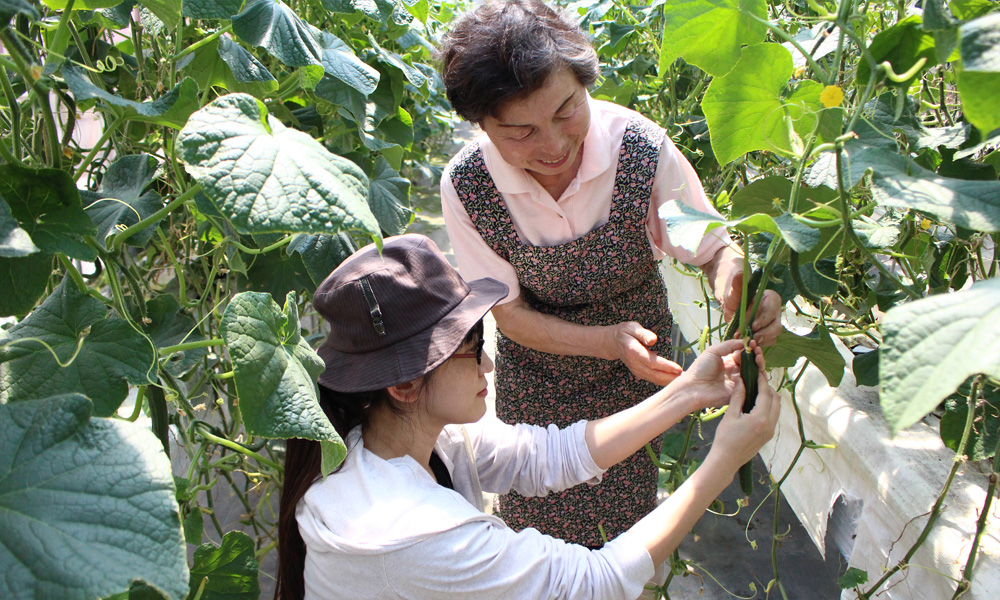 旬な野菜の収穫体験【野菜持ち帰りパック1箱(小)】