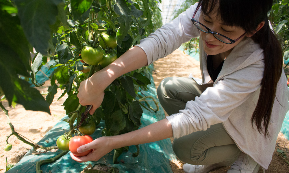 旬な野菜の収穫体験【野菜持ち帰りパック1箱(小)】